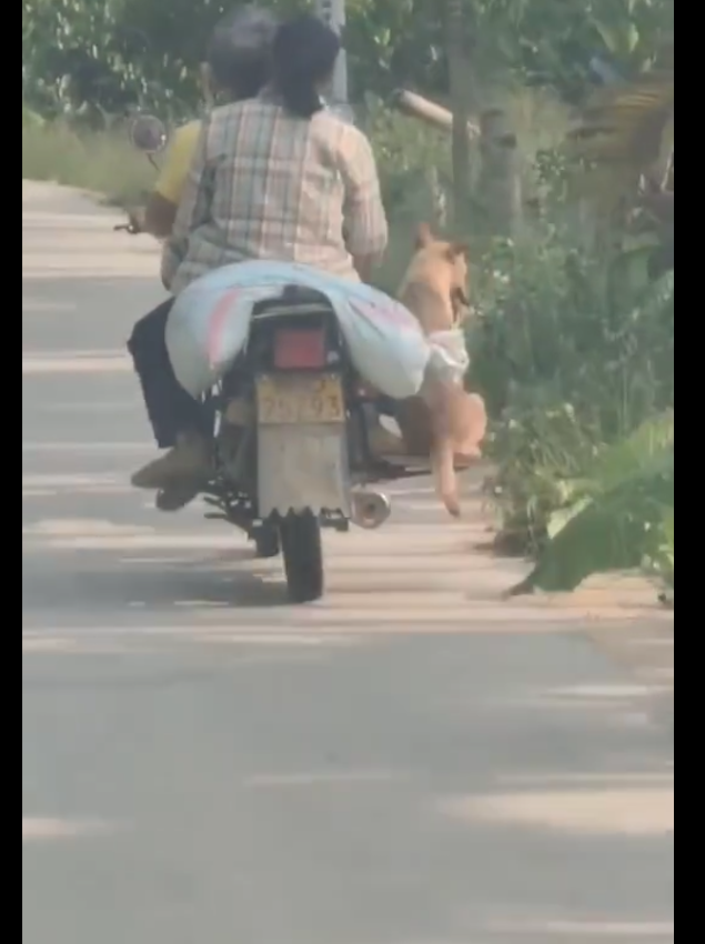 夫妻俩骑摩托车赶路，还加了一个专属座位给狗狗坐，真的爱狗呀