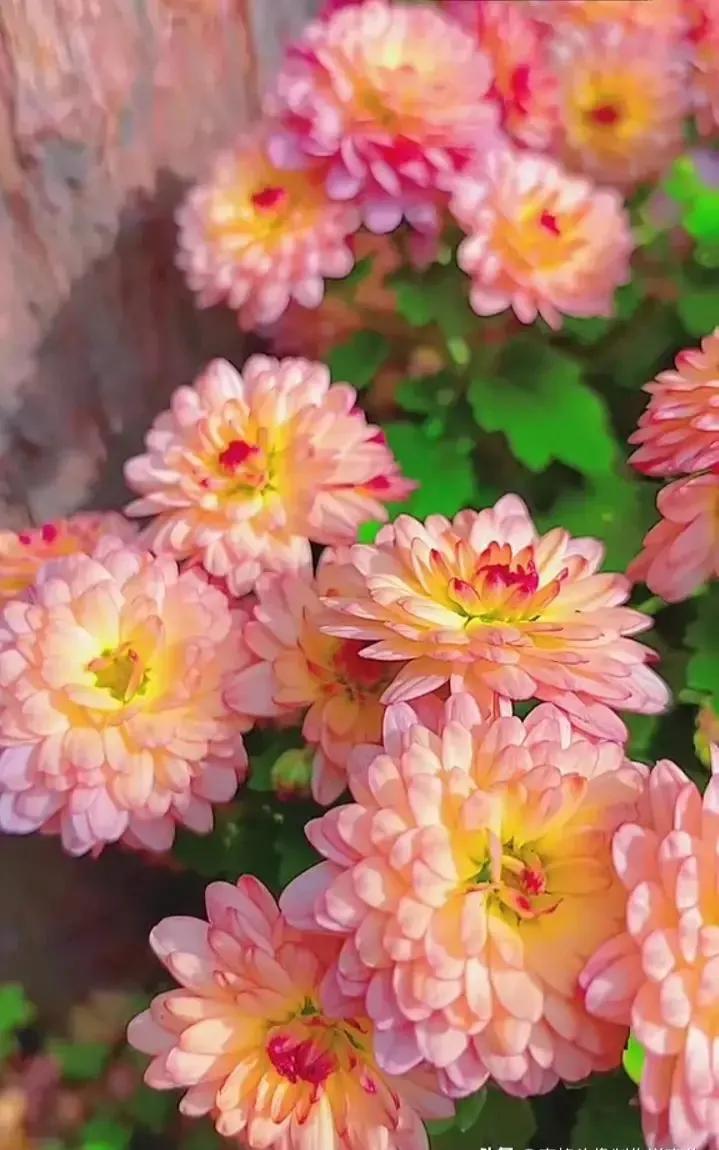 分享图片—漂亮的菊花