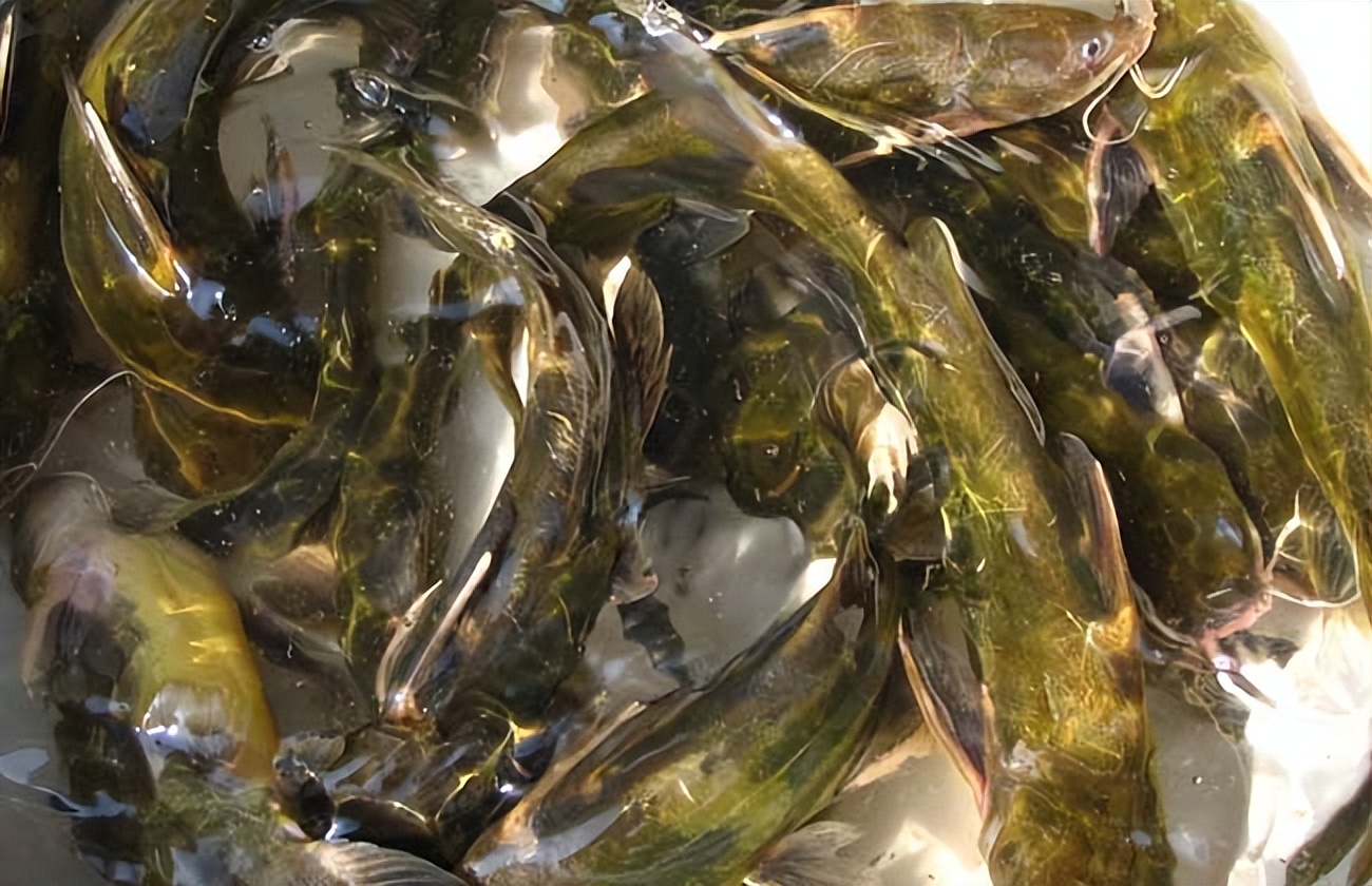 黄骨鱼头上有红点是什么病?解析黄骨鱼一点红病治疗方法