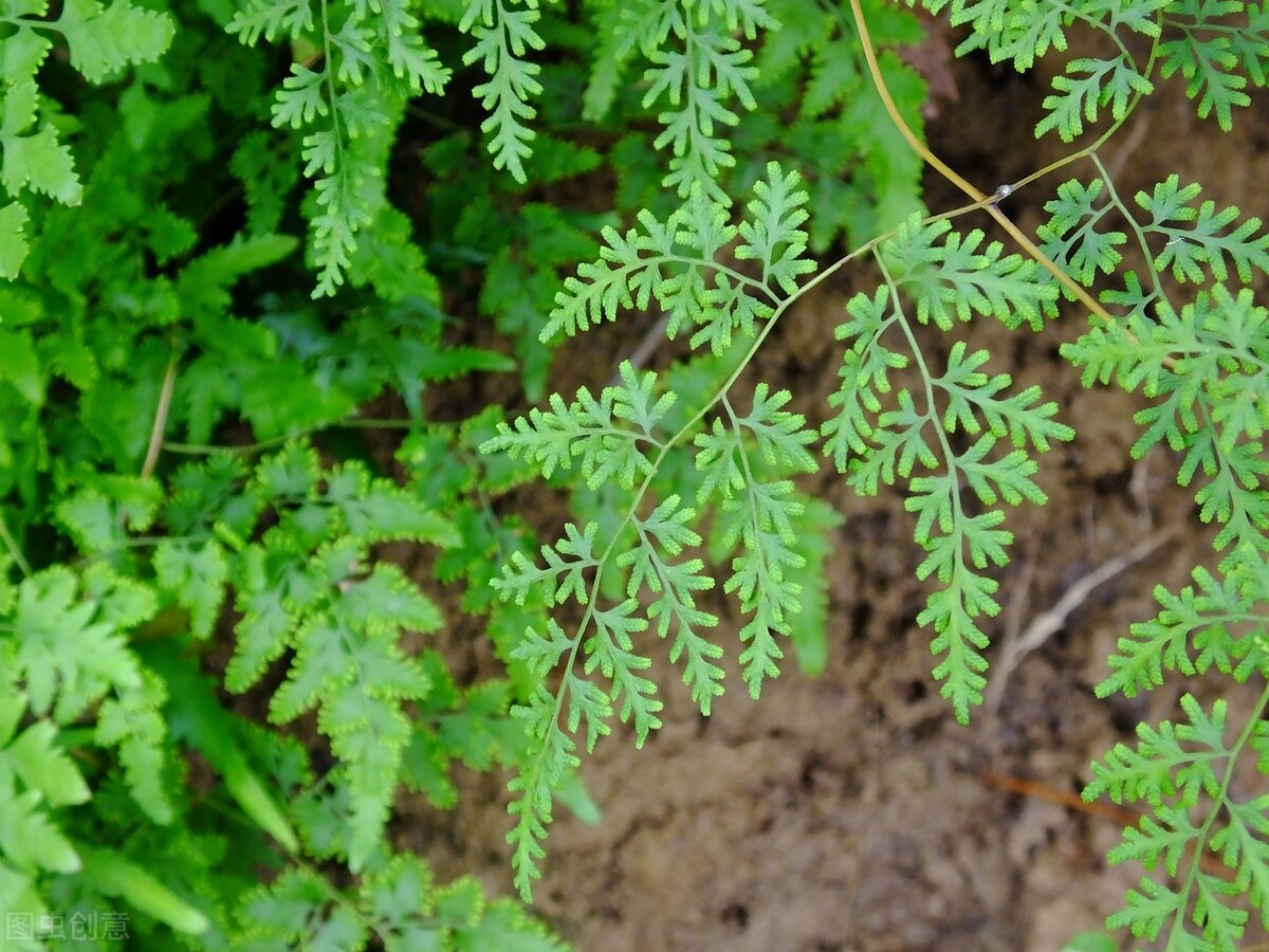 海金沙的功效与作用(结石) - 行就行