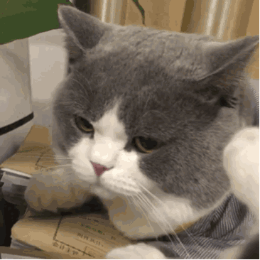 猫藓传染人体症状及治疗方法详解