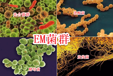 EM菌用途广泛，自己动手制作EM菌液，每公斤原液成本仅几毛钱