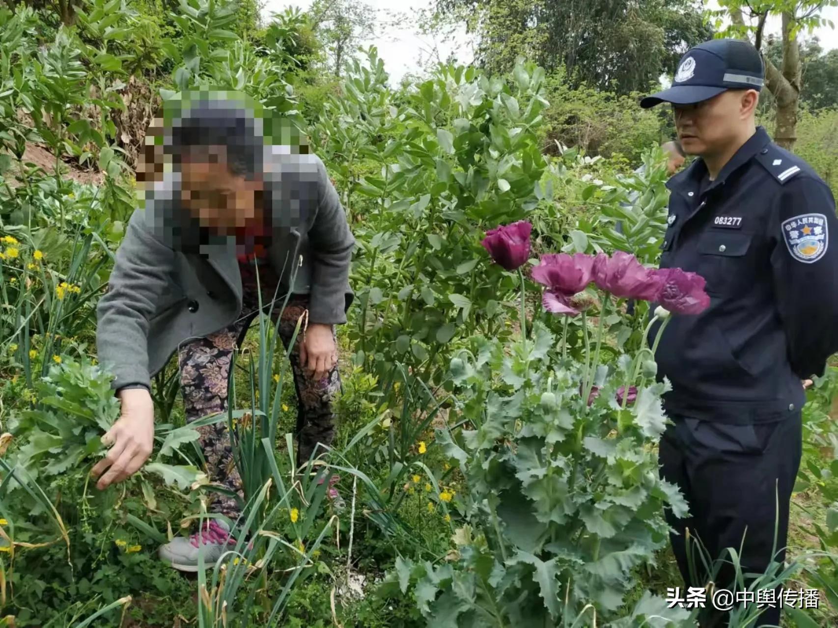 春暖花开日 禁种铲毒时——隆昌市界市镇踏踩工作持续发力