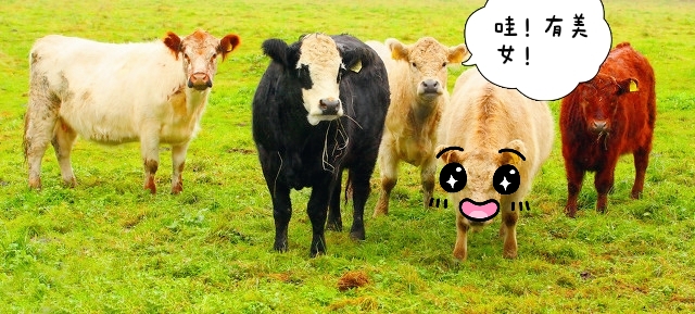 黄牛搞笑图片图片