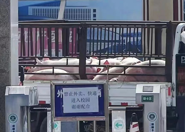 吉林白医专封校，校领导给学生买十几头活猪，各专业学生调侃走红