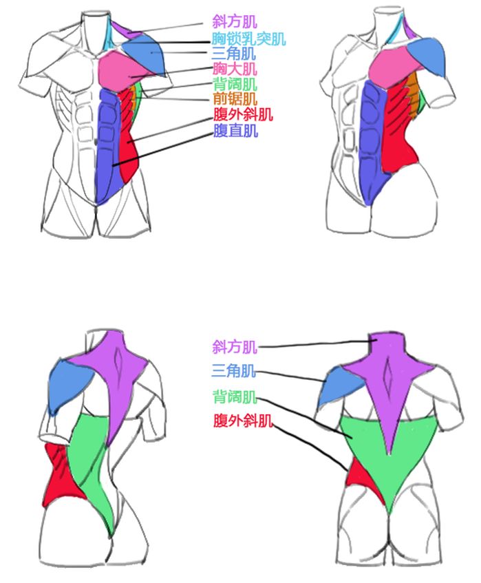 头颈肩关系如何画好？板绘头颈肩关系画法