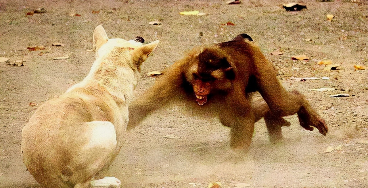 印度一只小猴被狗咬死，猴狗大战爆发250条狗被杀，遭团灭