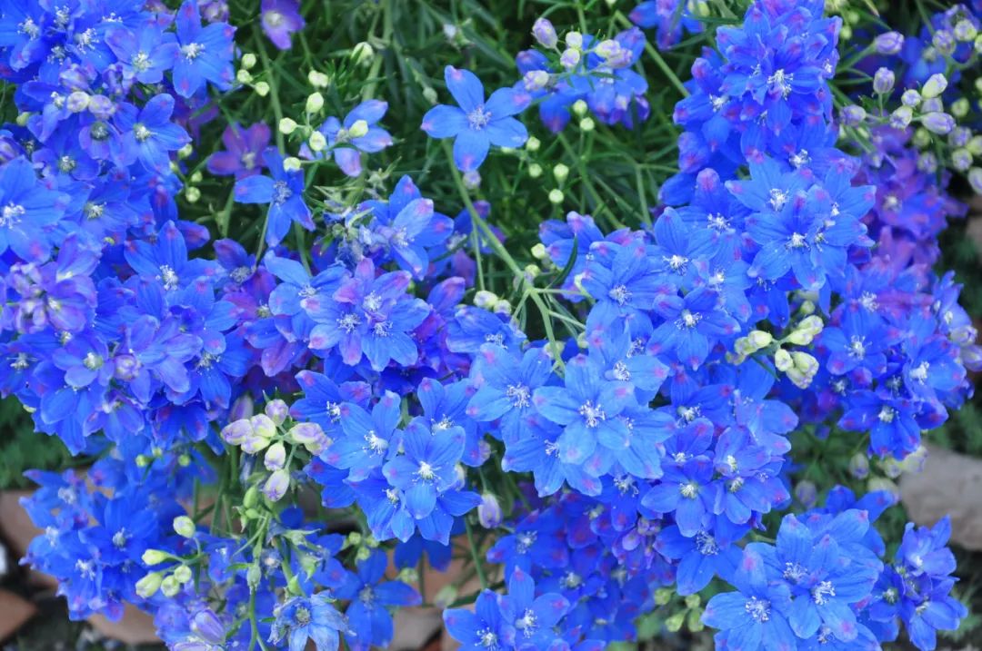 花叶蔓长春的介绍(2022年最流行长春花蓝)