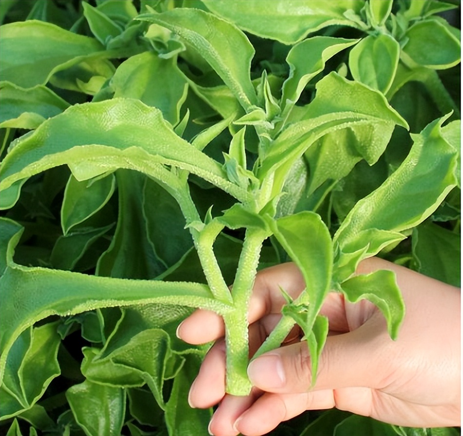 冰菜什么人不适宜吃,冰菜怎么炒着吃