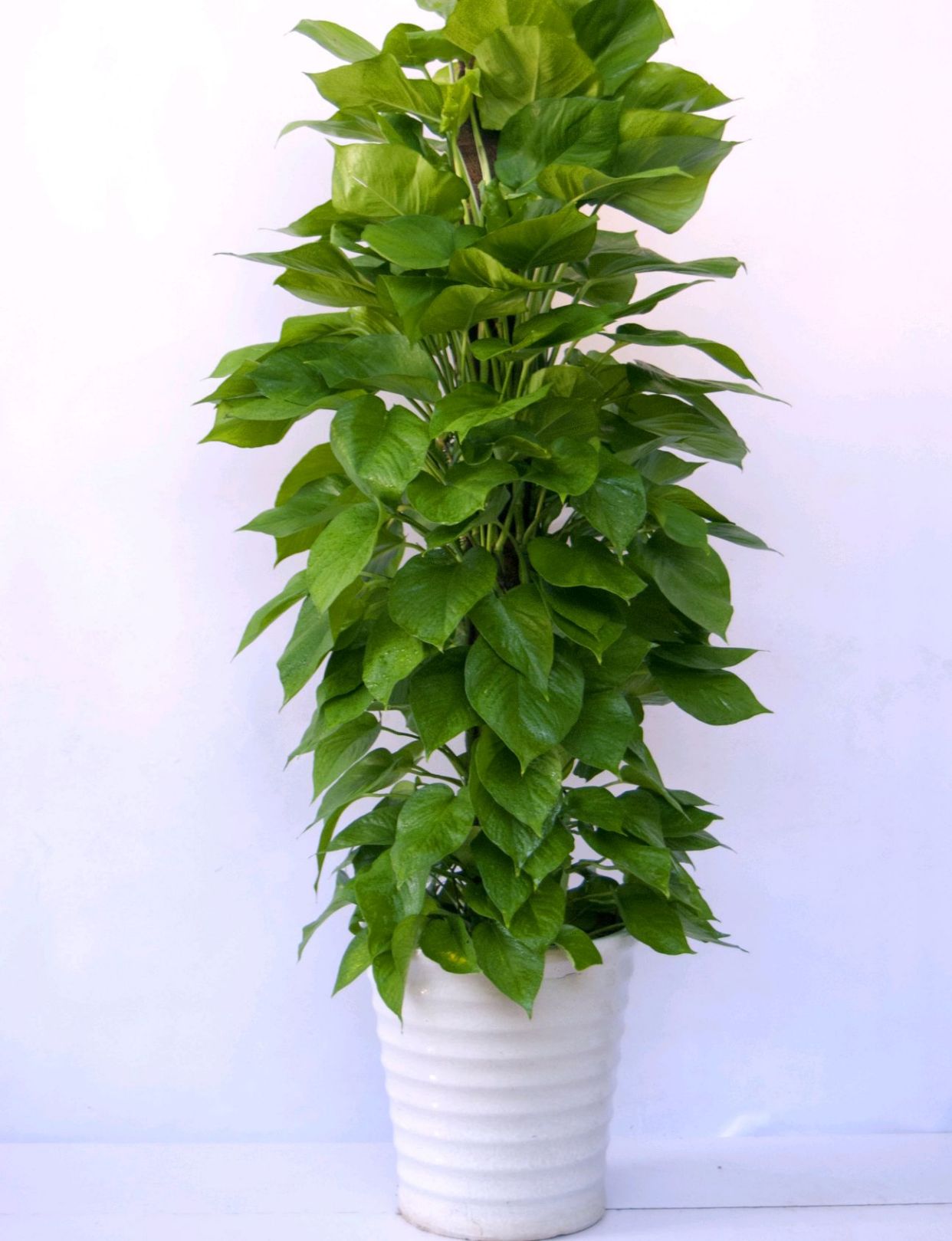 飞羽竹芋是（40款超治愈的家居绿植介绍）