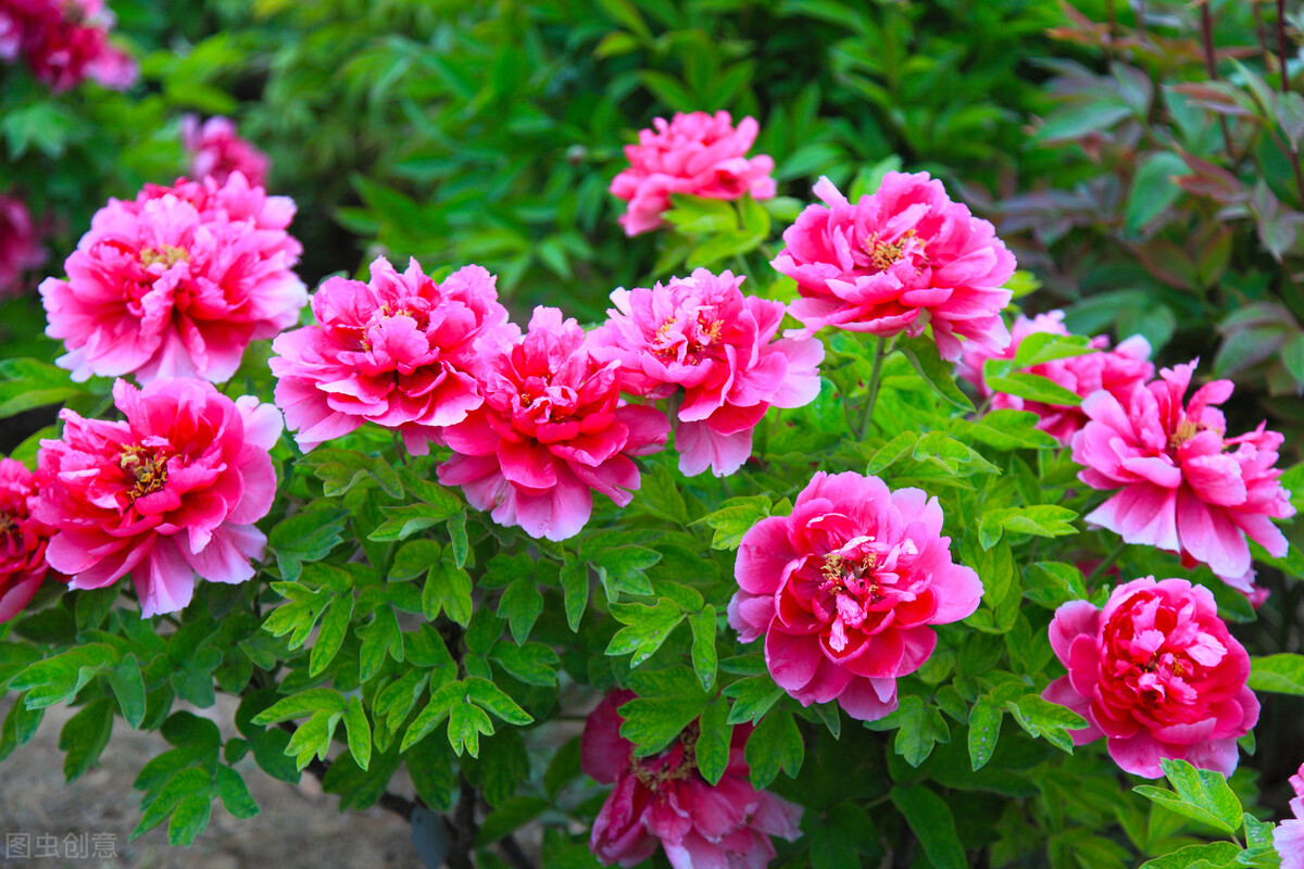 10首国色天香的牡丹花诗词，配上照片，最适合四月发朋友圈