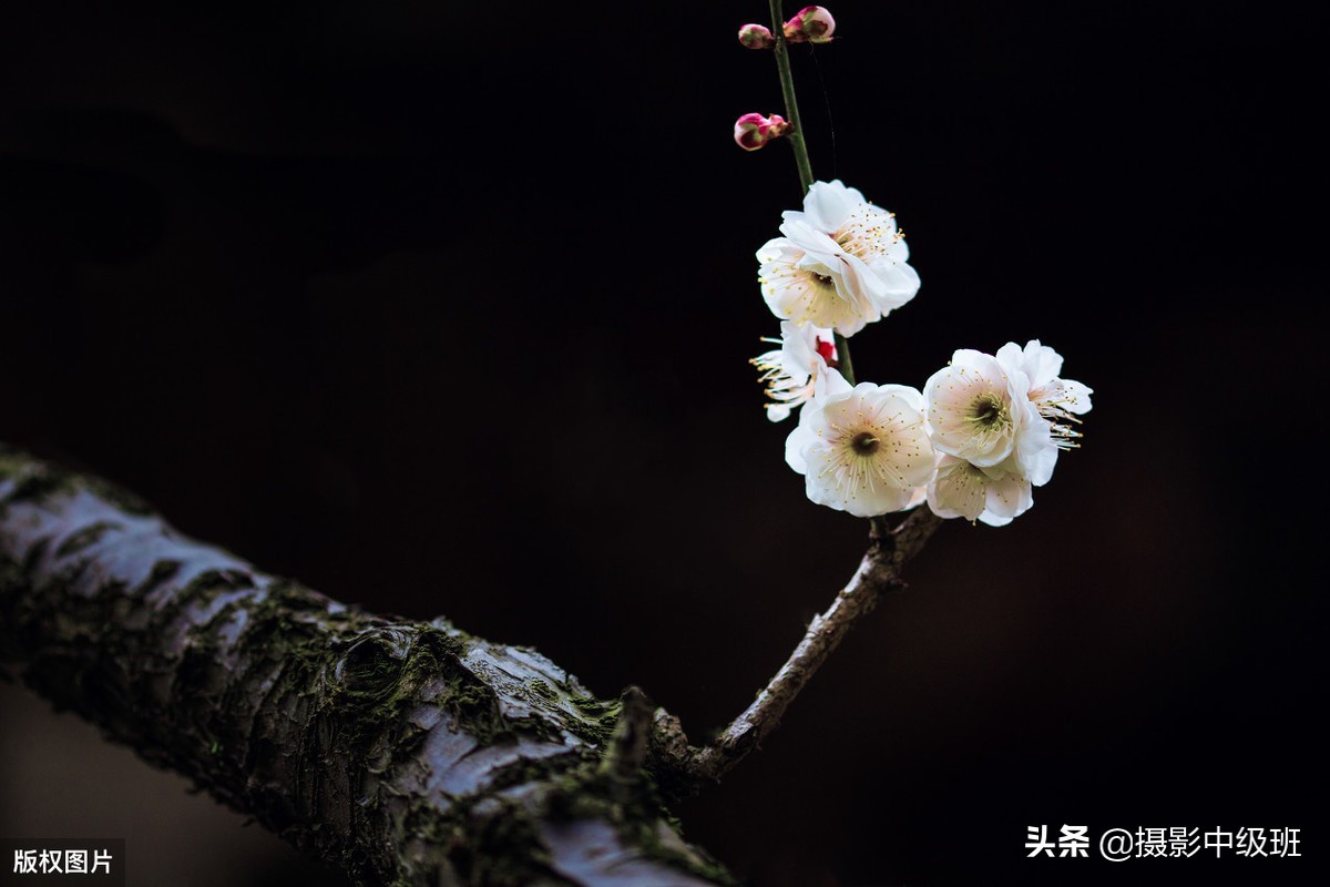 拍花失败案例：2张照片4处错误，摄影新手得小心