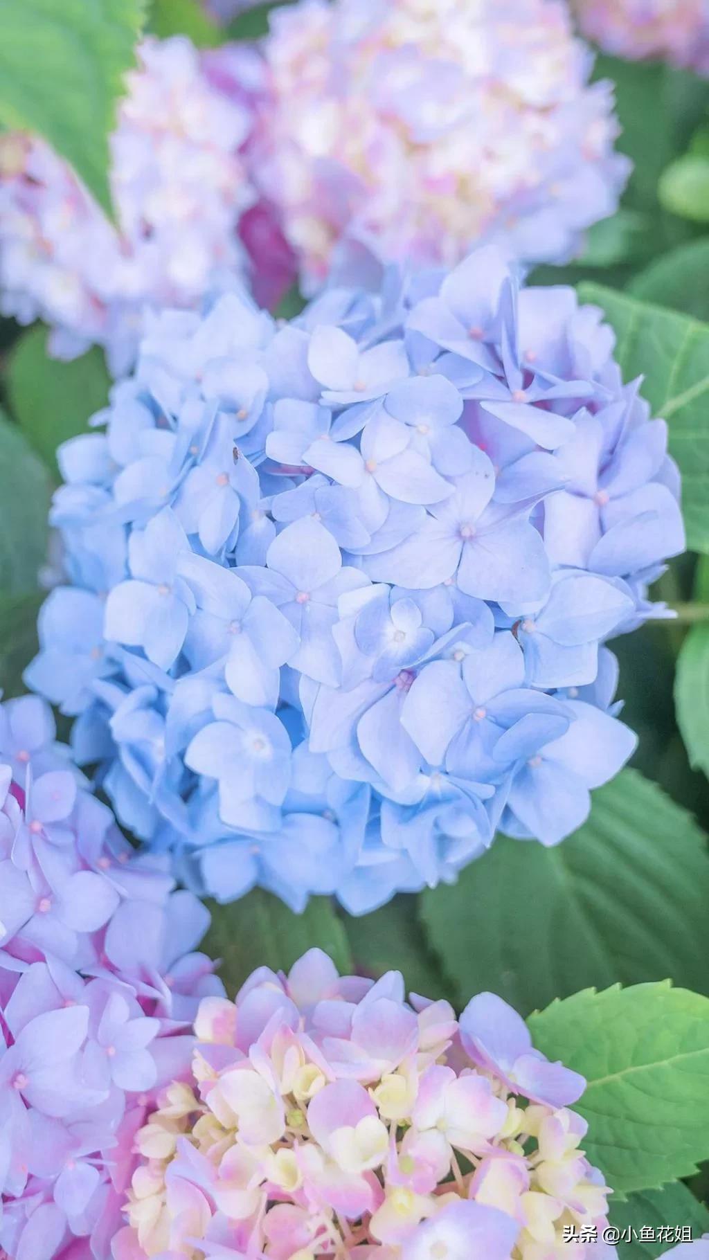 康乃馨的花语（能送给母亲的花可不只有康乃馨）