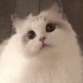 爆肝统计5000个猫名，让所有人都笑死在这些沙雕名字里