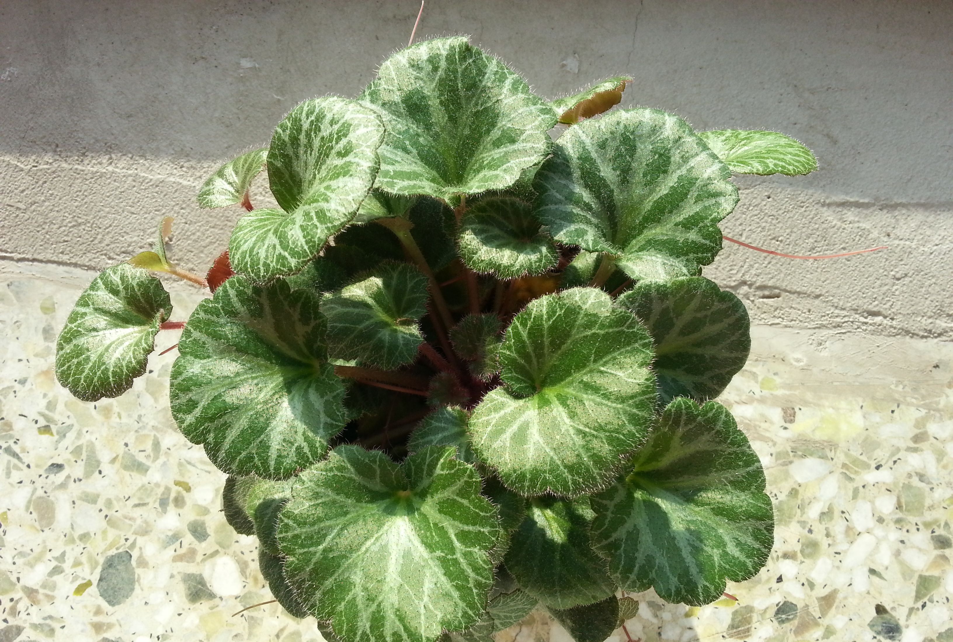 人称"虎耳草",认识的人不多,若幸运遇到,那是福气,请珍惜