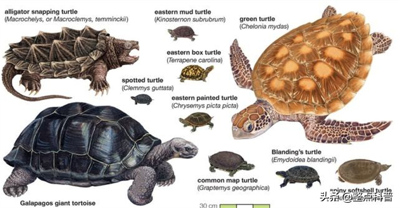 进化论的终极bug：乌龟，如何成为科学家们的“噩梦”？