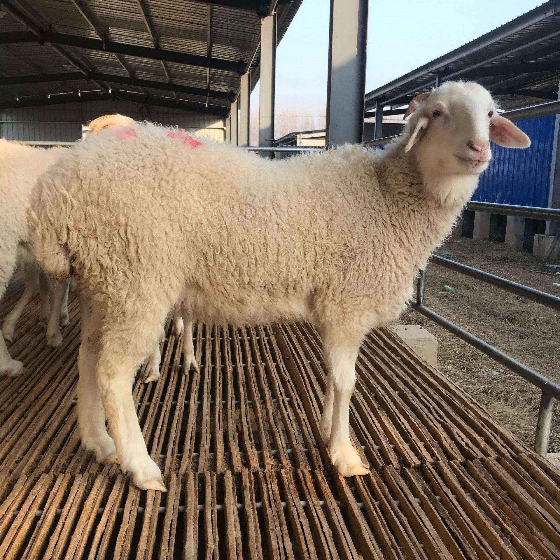 还给羊做四元杂交?河北一高手养羊,年入2000万