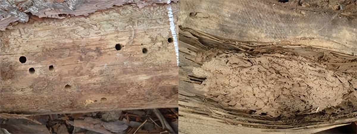 虫眼对材质的影响:破坏木材的完整性,使木材的强度和耐久性降低,是