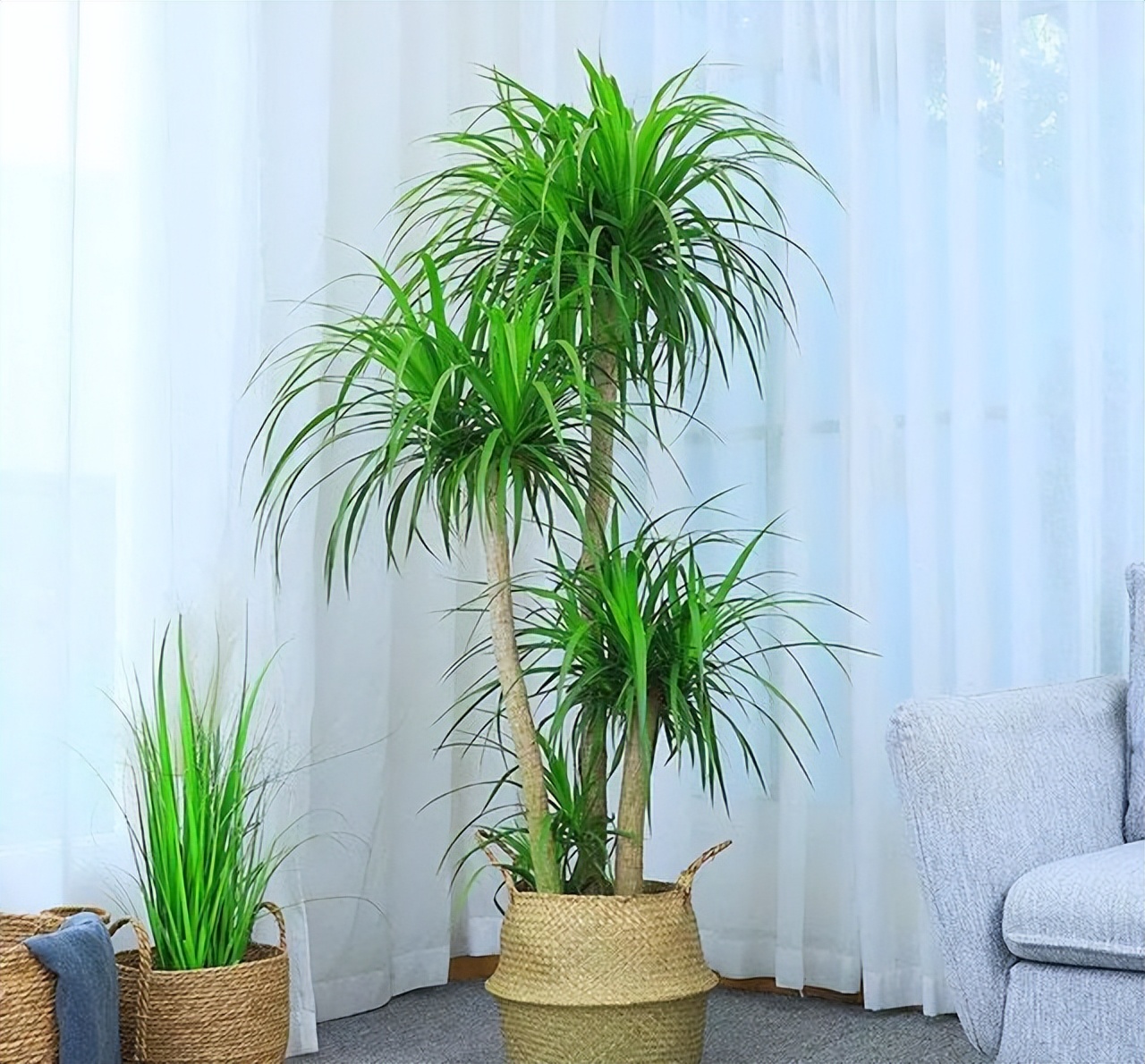 7种“洋气花”，好养又高雅，客厅一放，干净大气，旺家好运来