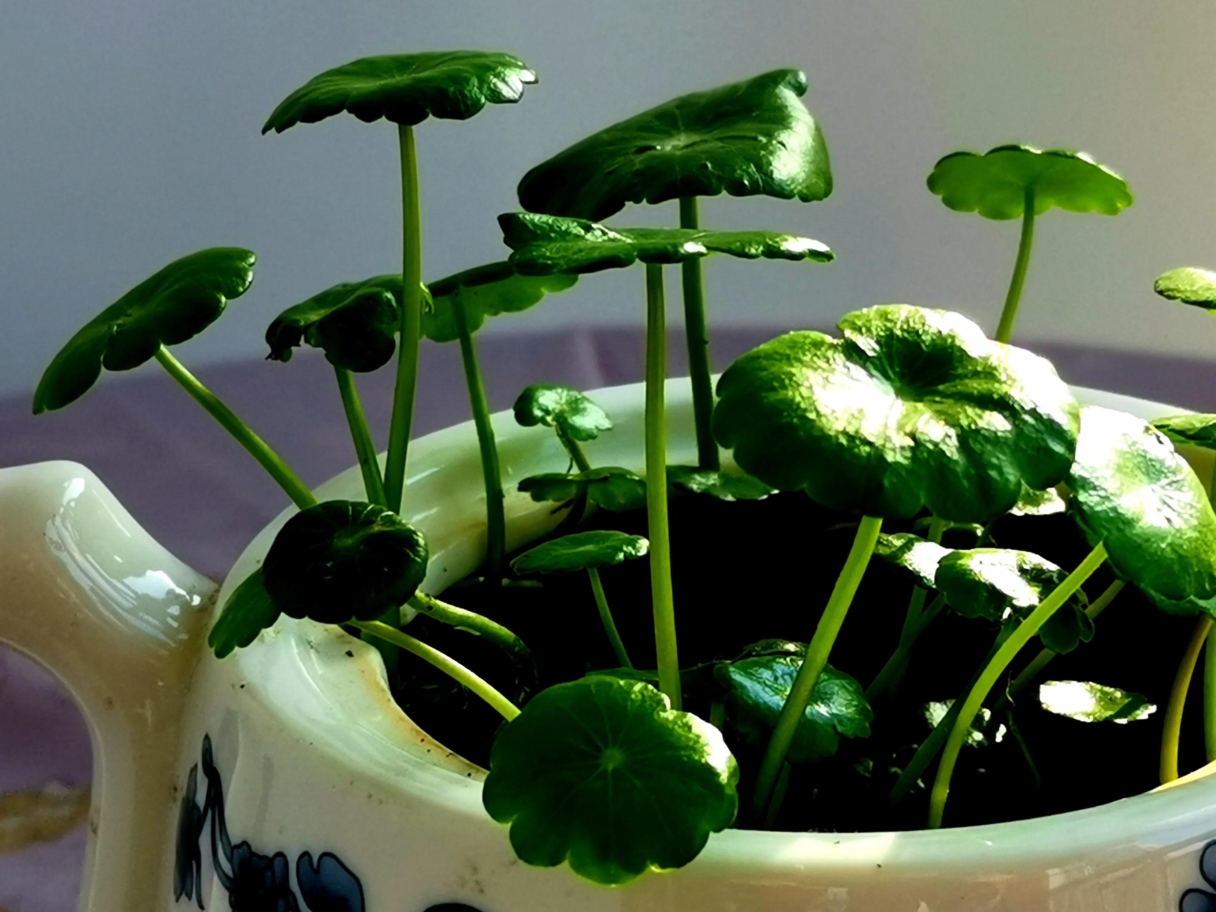 铜钱草(四首):追求向上亮三观