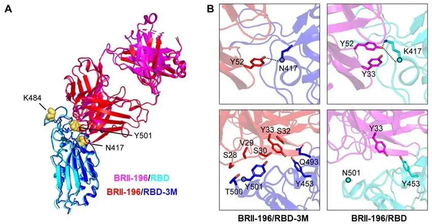 重磅！首个国产新冠救命药，来自这家冷门公司