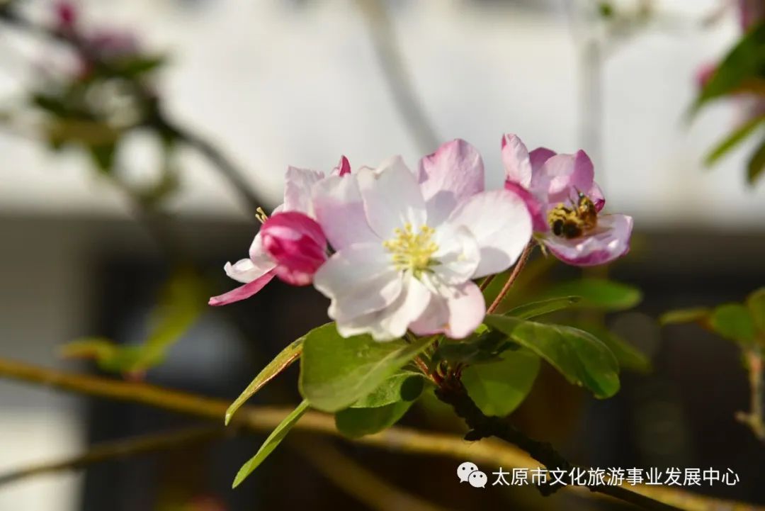 线上展览|“山河春意 锦绣太原——花的世界”主题摄影线上图片展（十二）