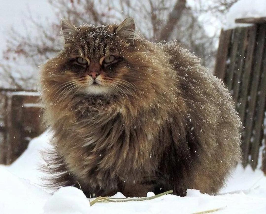 被制裁俄罗斯国猫叫什么(猫西伯利亚猫品种简介) - 胖萌舍宠物网