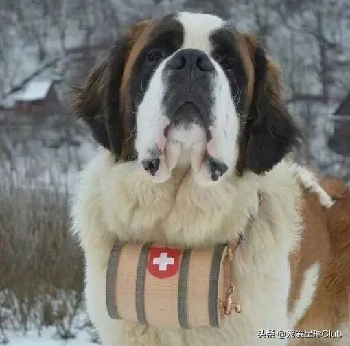 圣伯纳德犬(百科 | 圣伯纳犬，拥有超萌力的瑞士铁汉)
