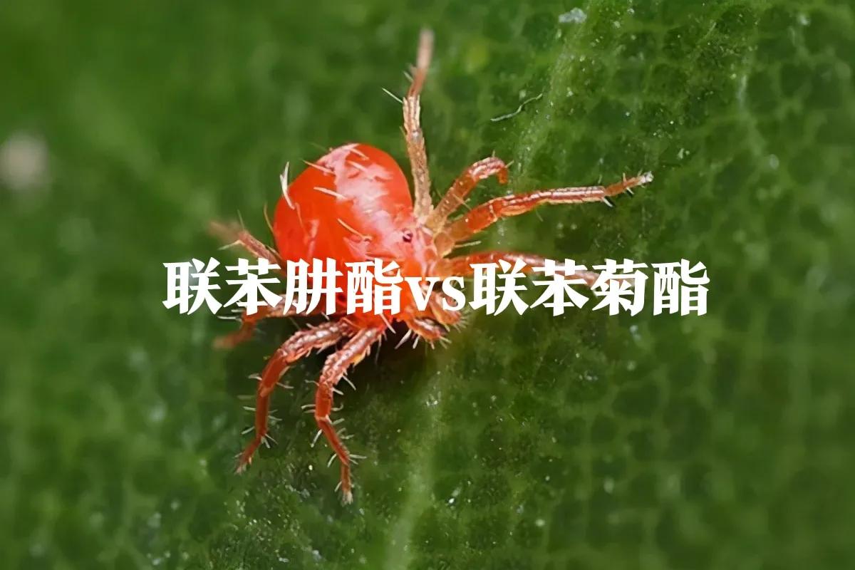 联苯菊酯和联苯肼酯中啶字的正确读音解析