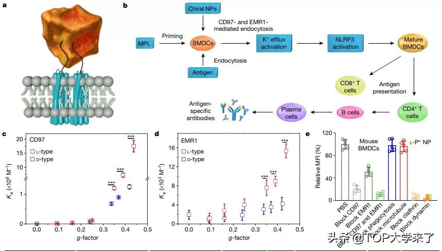 重大突破！江南大学建校以来首次以第一单位发《Nature》