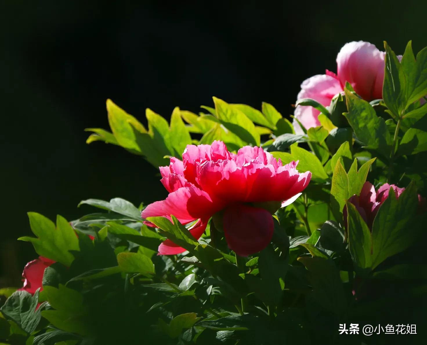 康乃馨的花语（能送给母亲的花可不只有康乃馨）