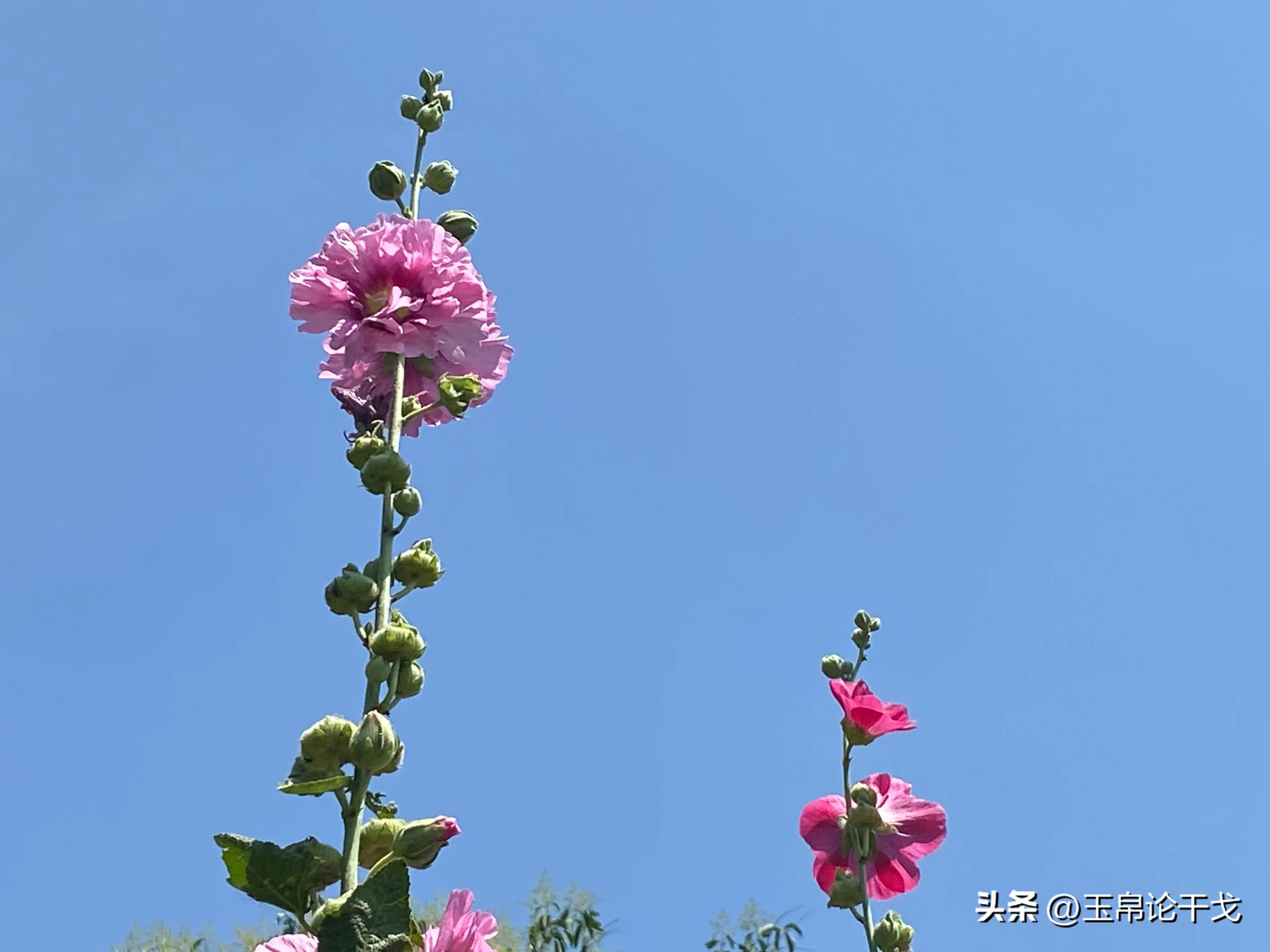 擦边情人谷