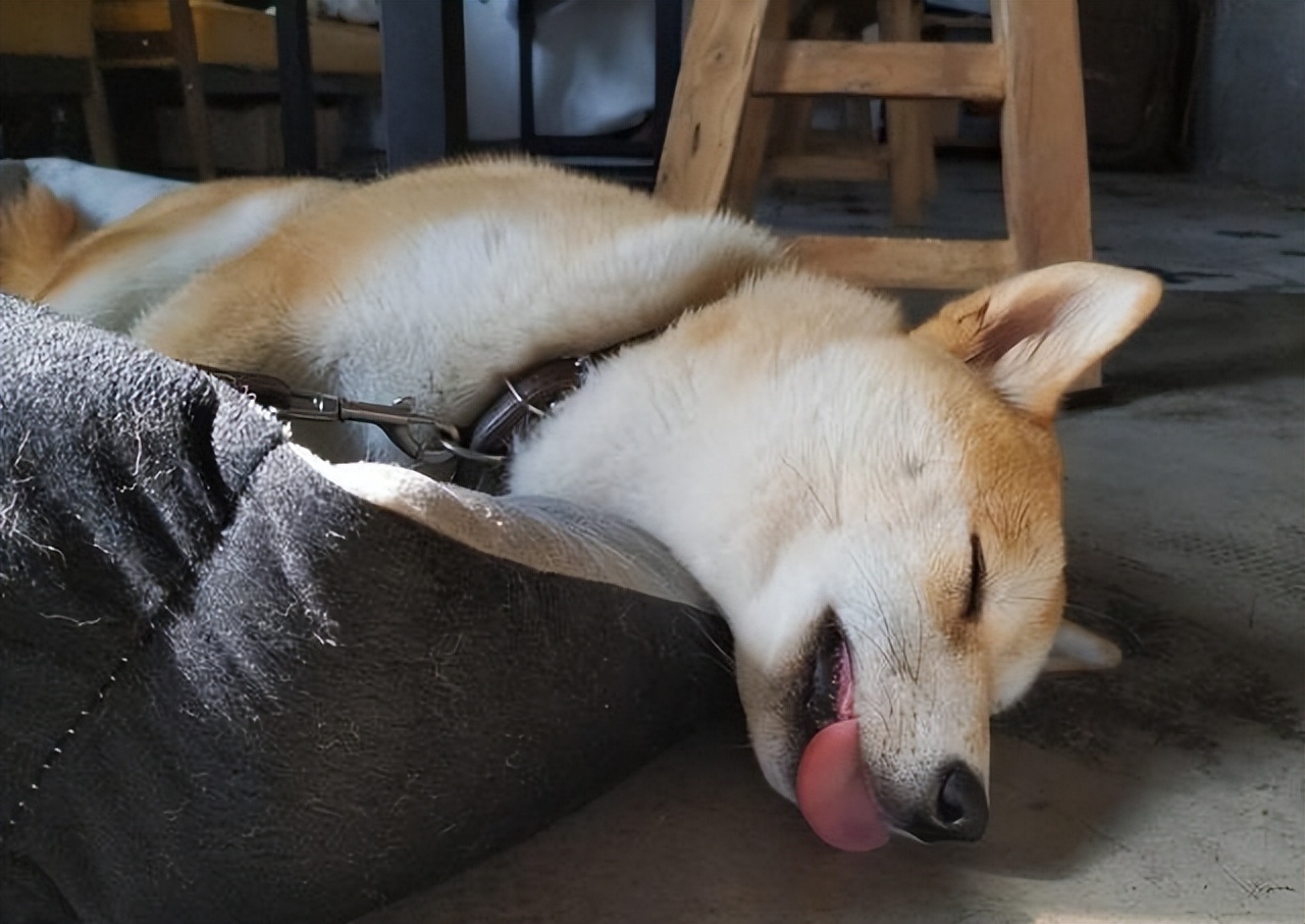 狗狗生病的8个“预兆”，最后一个经常被忽略，宠主要重视了