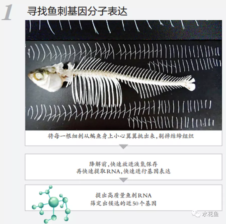 无刺鱼问世和展望：控制鱼刺基因让有刺鱼变无刺鱼