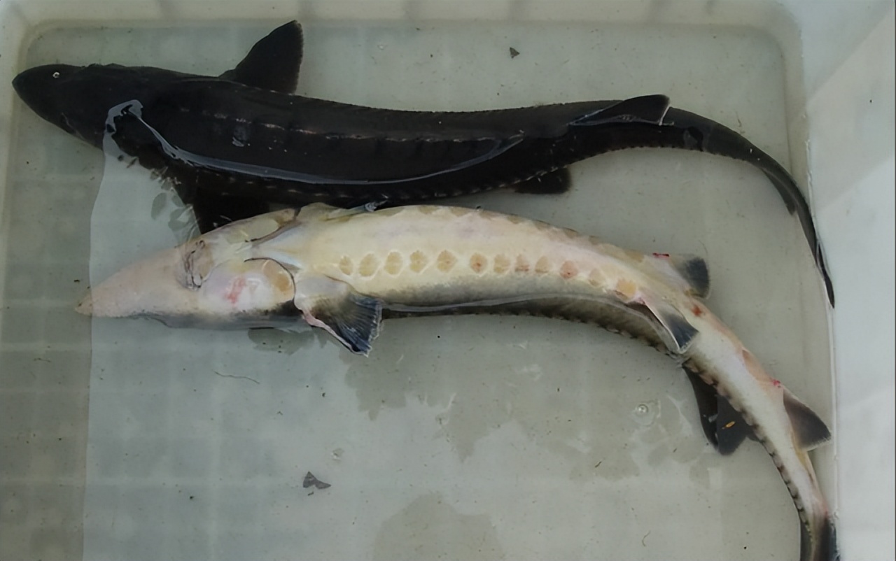 长江鲟和中华鲟