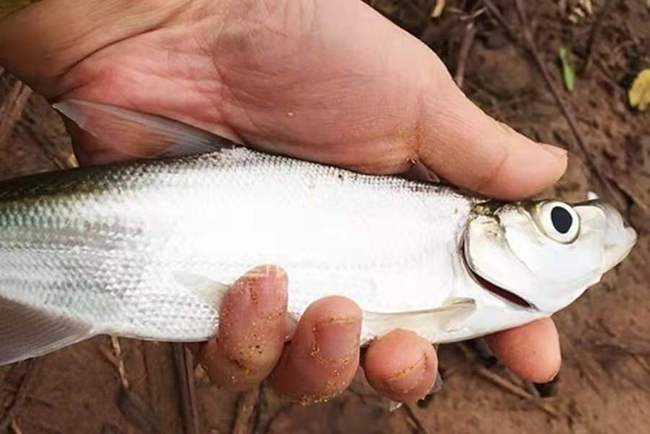 春季钓翘嘴鱼的最佳水深（春季钓鱼的黄金法则详细讲解）