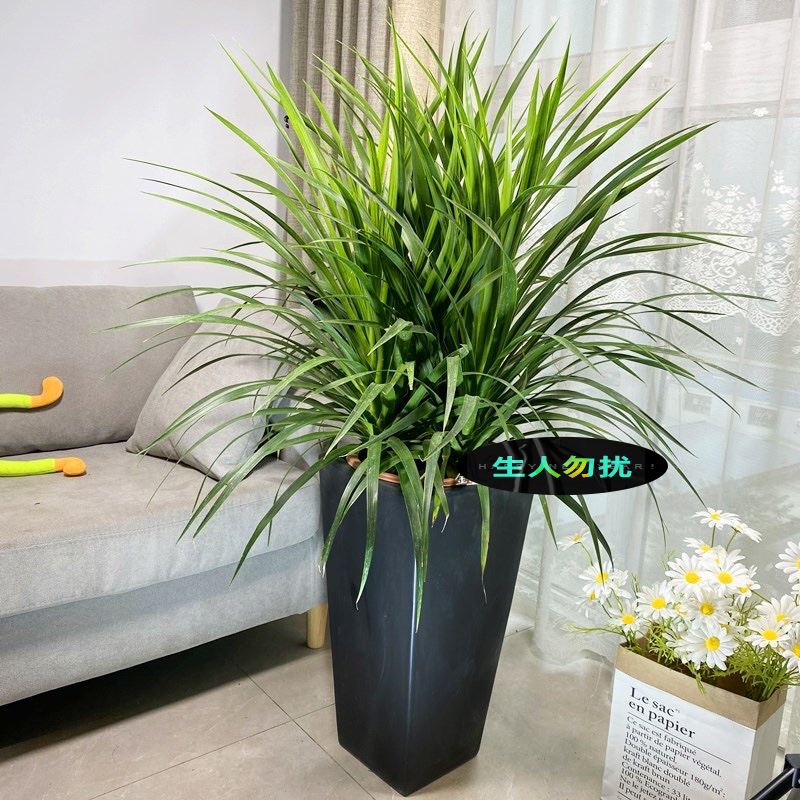 客厅养花“讲究大”，别随便，这6种，贵气不俗，养人旺家