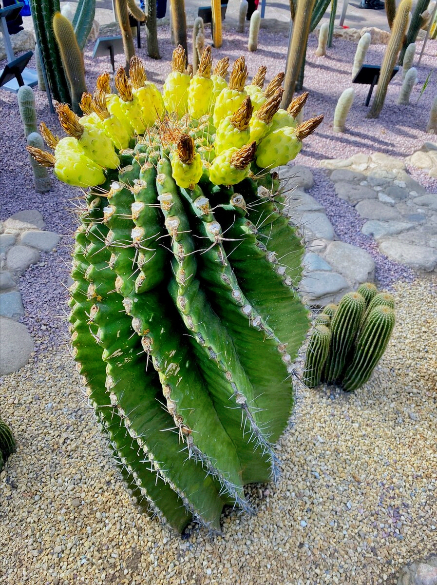 一花一深爱，花海美蓝天，花艳醉春光，花笑荡柔情，人间如仙境