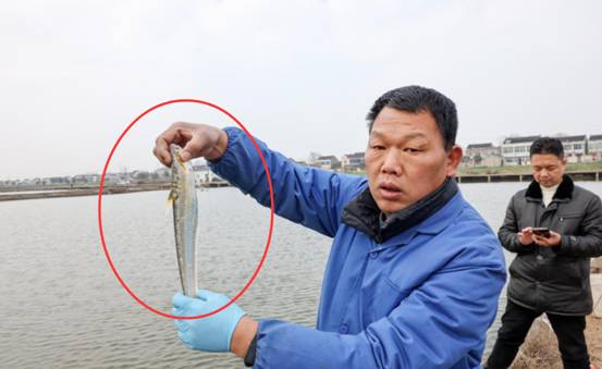 天降之财？8000元一斤长江野生刀鱼，在江苏一鱼塘现身，咋回事？