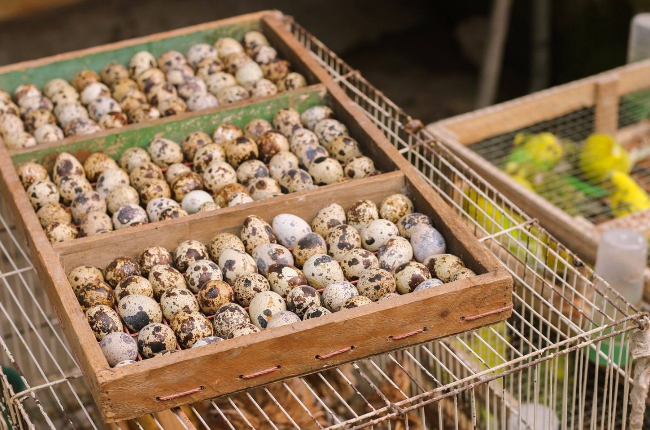 鹌鹑的一生有多惨?1年寿命产蛋300多枚,活得比蜜蜂还累