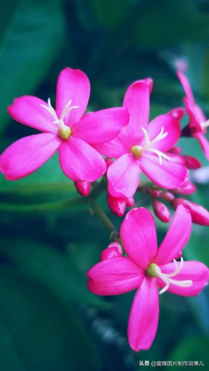 这些“吉祥花”，娇艳欲滴，姹紫嫣红，养在家里寓意深远