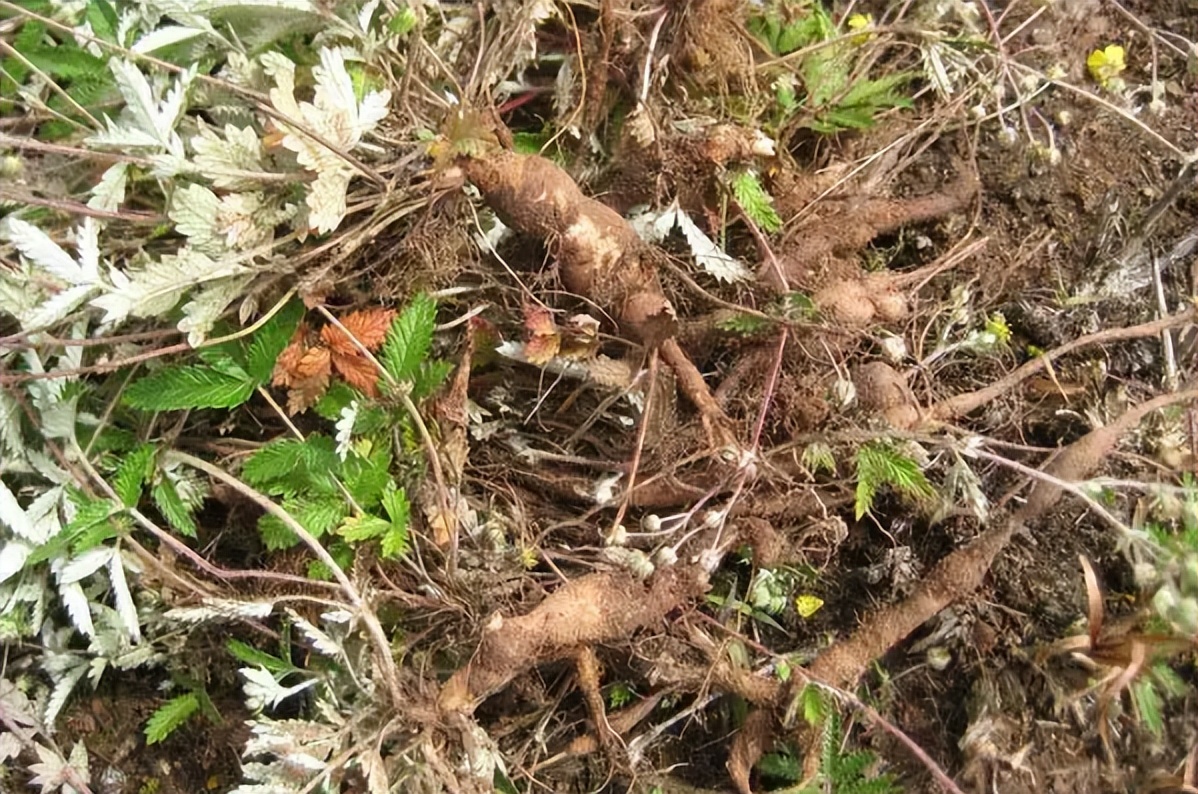 俗称"鸡腿草",根似鸡腿味如鸡肉,儿时当零食吃,如今却罕见了