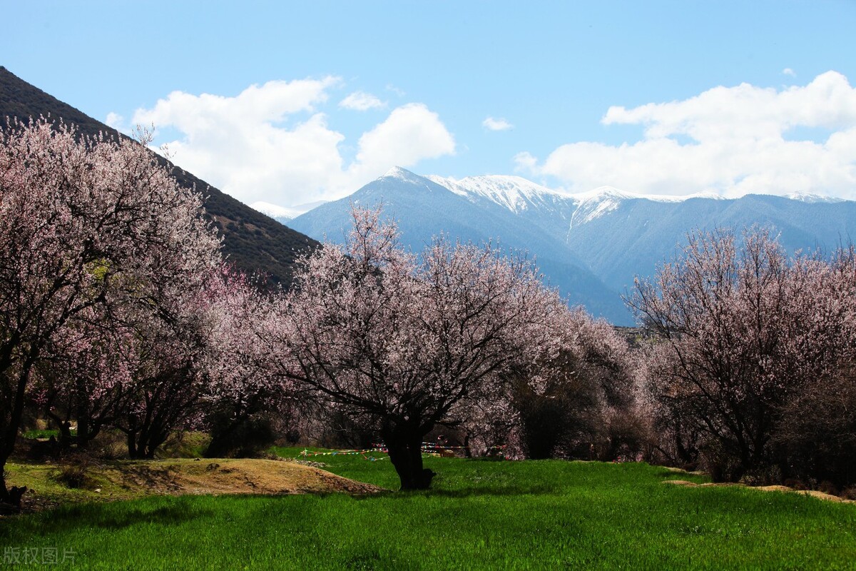 西藏好春光—西藏旅遊最佳時間,3月林芝桃花浪漫之旅