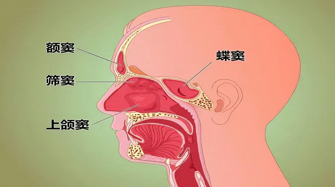 宝宝长期咳嗽、流涕，妈妈要注意了，可能不是感冒而是鼻窦炎