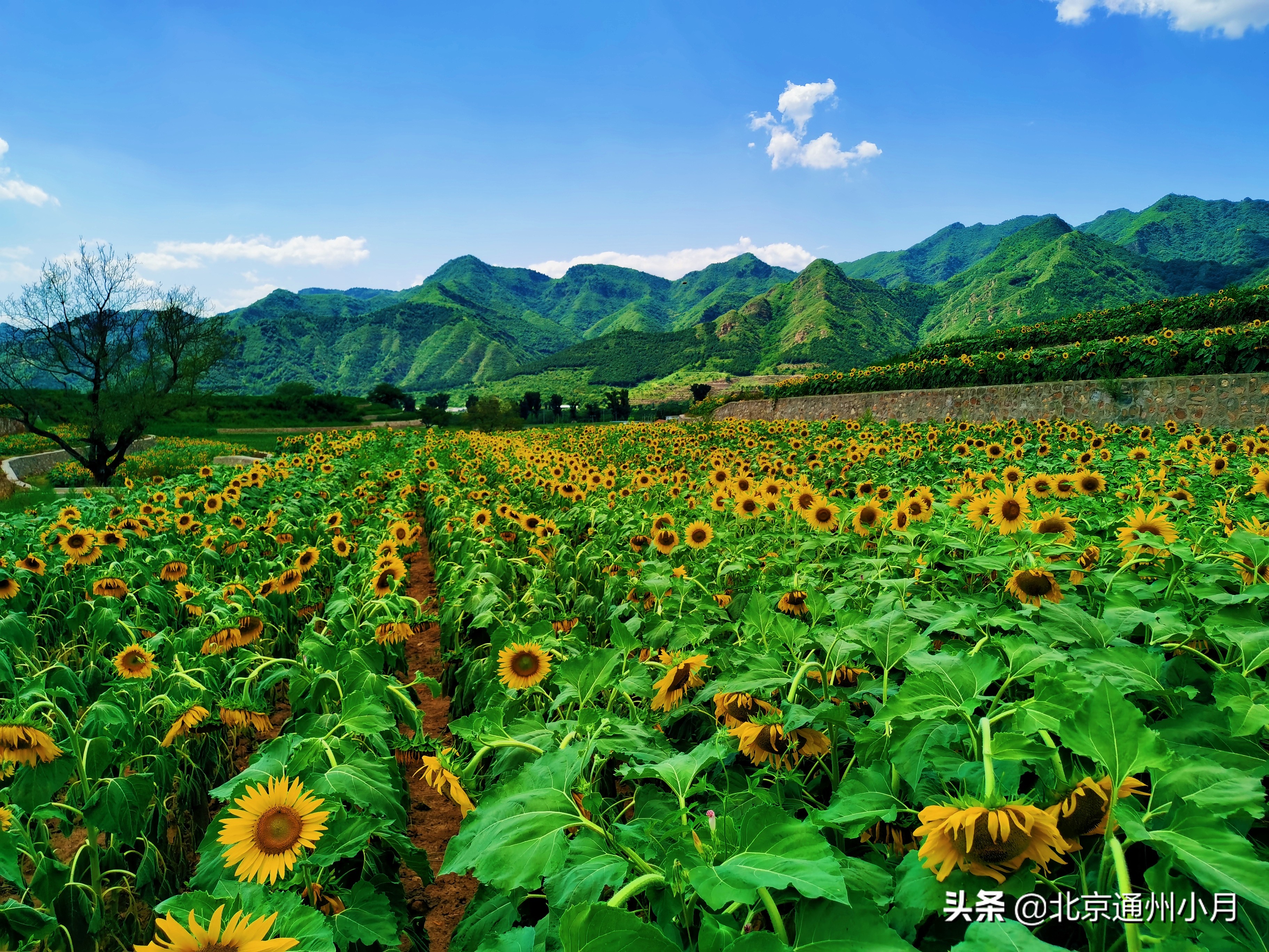 北京平谷旅遊(北京平谷邂逅向日葵花海梯田) - 悅聞天下