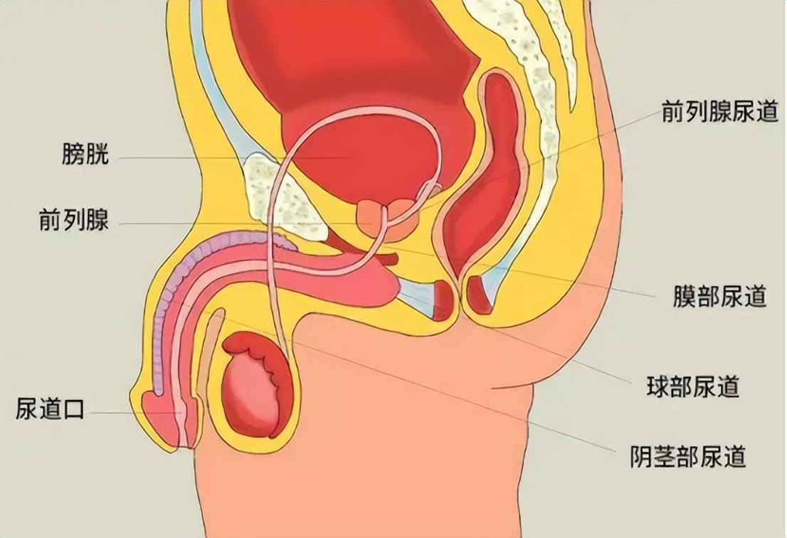 1,前列腺位置的重要性前列腺的形状与栗子类似,上端宽大下端尖细.