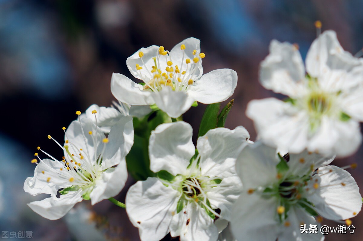 春天的颜色——红白黄紫绿