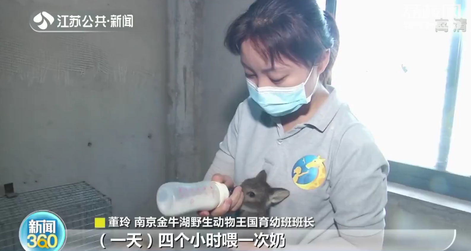 南京村民麦田捡三只&ldquo;小鹿&rdquo;竟是獐子宝宝