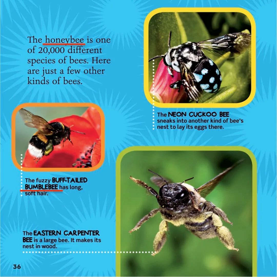 bumblebee不是黄蜂,我们都被《变形金刚》带偏了