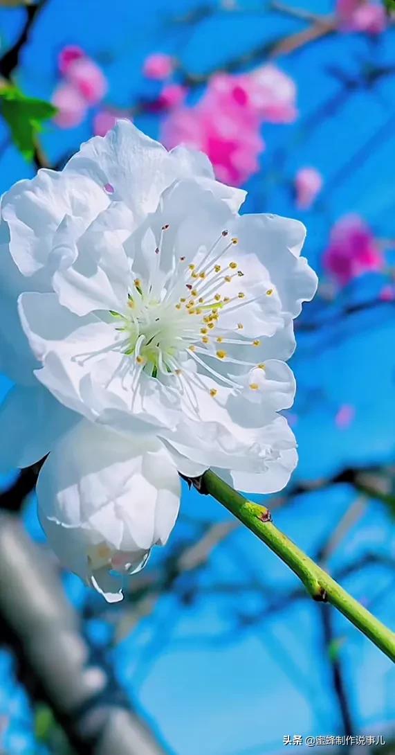 鲜花盛开，一路芬芳醉人